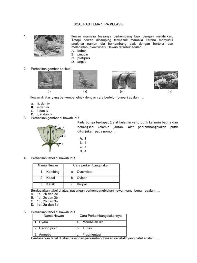 Rahasia Skor Sempurna Kerjakan Soal Tema 1 IPA KD 3.1 Kelas 6 Sebelum Ujian Dimulai